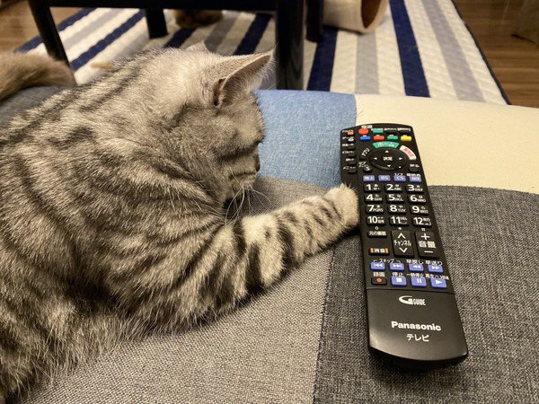 猫にテレビを見せても大丈夫？目や脳への影響は？