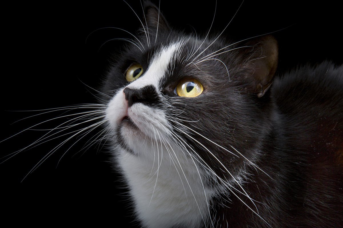猫の眉毛がもつ衝撃の役割4つ　毛が少ないとどうなるの？