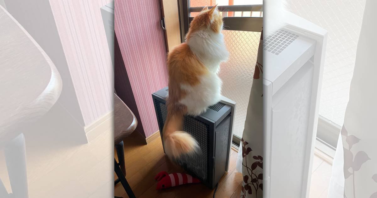 「空気清浄機が意味ない！？」送風口を塞いでしまう猫ちゃんがこちら「塞いでる」「お立ち台になってる」