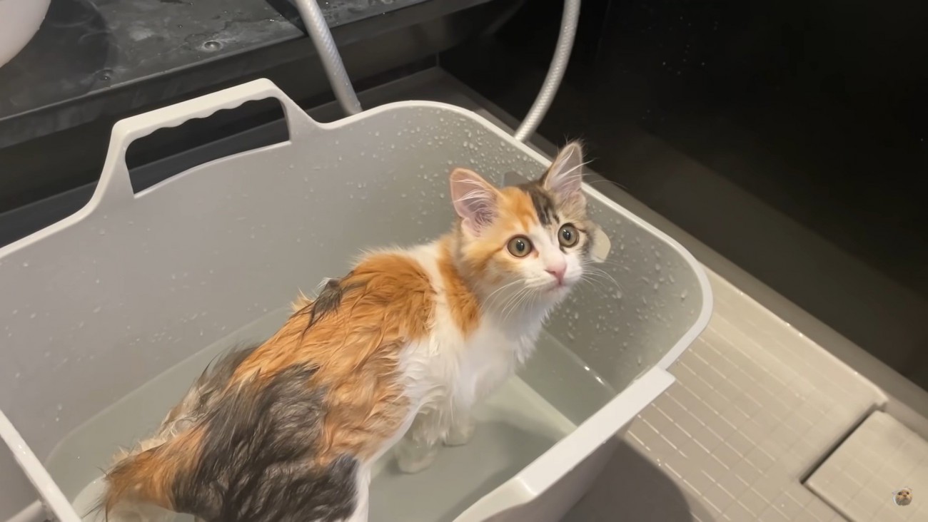 『お風呂に入りたい！』おねだりして自ら入浴するお湯好きな子猫「女子力高い」「うちの子も見習ってほしい」と絶賛の声