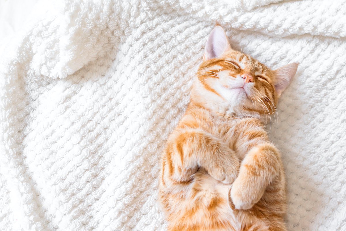 愛猫はぐっすり眠れている？『良質な睡眠』に必要な条件５つ