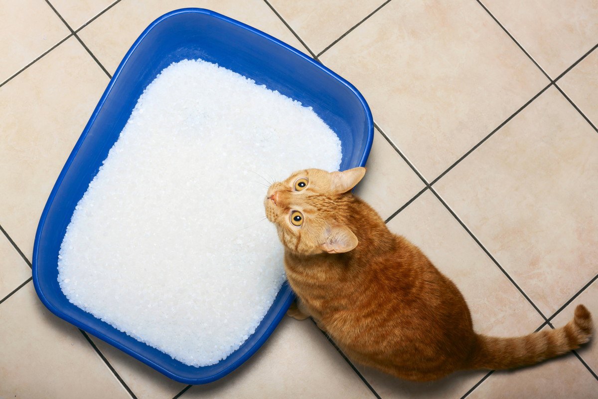 猫が『トイレ掃除』の様子をじっと見る時の心理4つ