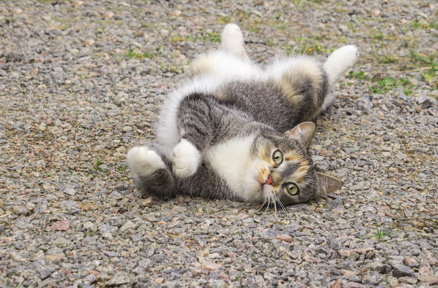 猫がふにゃふにゃなのはなぜ？柔軟な体の６つのヒミツ