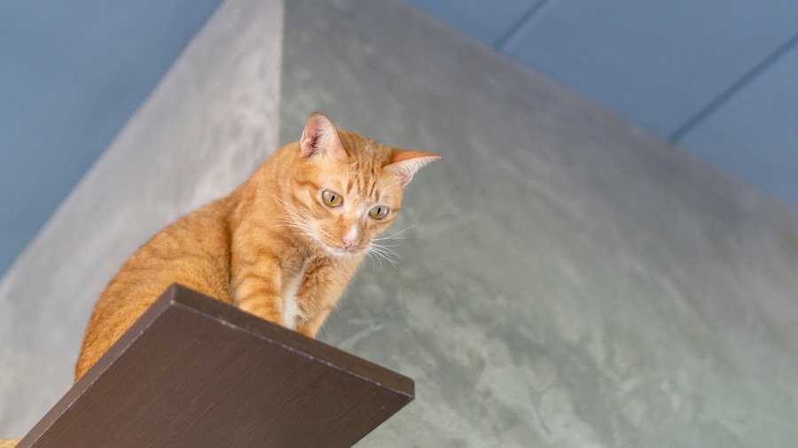 猫がテーブルなど『高いところ』に登るのはなぜ？事故や怪我の予防策4つを解説！