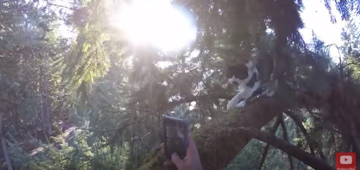 工事の音に驚いて木に登ってしまった猫が5日たっても降りてこない…
