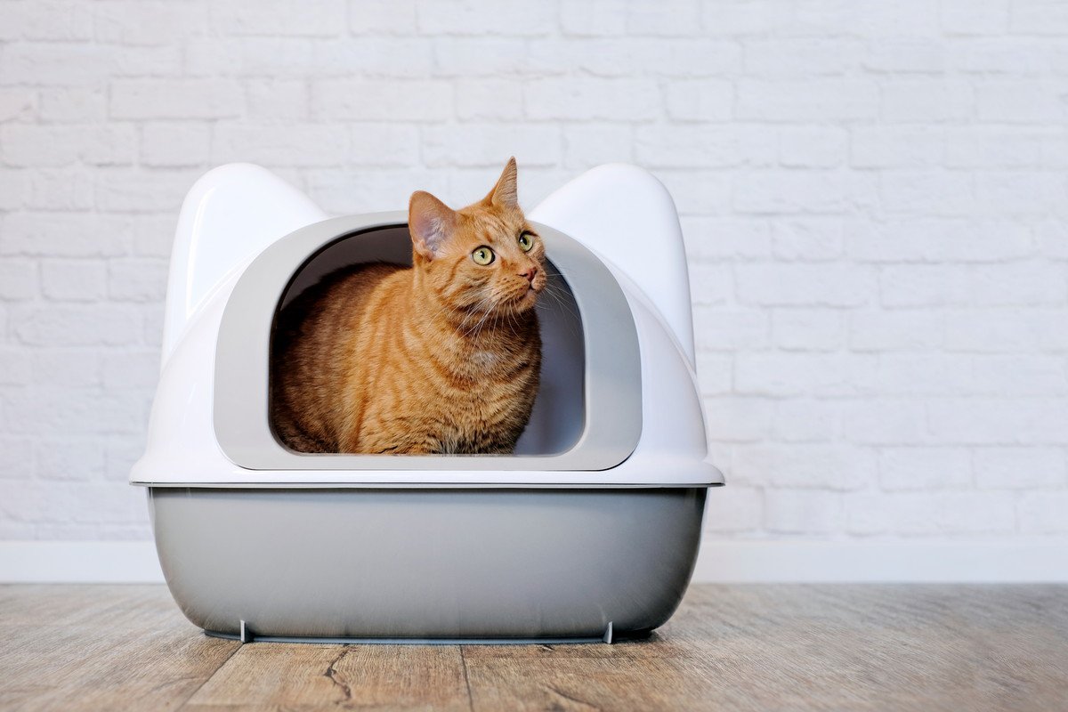 猫トイレがクサいときに実践したい『ニオイ対策』3つ　ひと手間かけて快適なトイレ環境をキープしよう