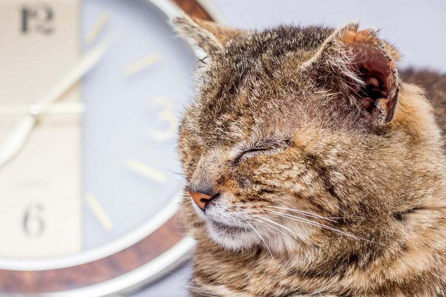 猫の『老化』が早まる生活習慣４つ