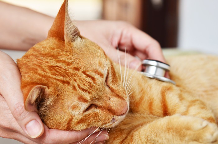猫が低血糖になっている時の症状や対処法