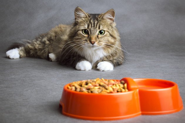 猫は雑食なの？猫にとって理想の食事とは？