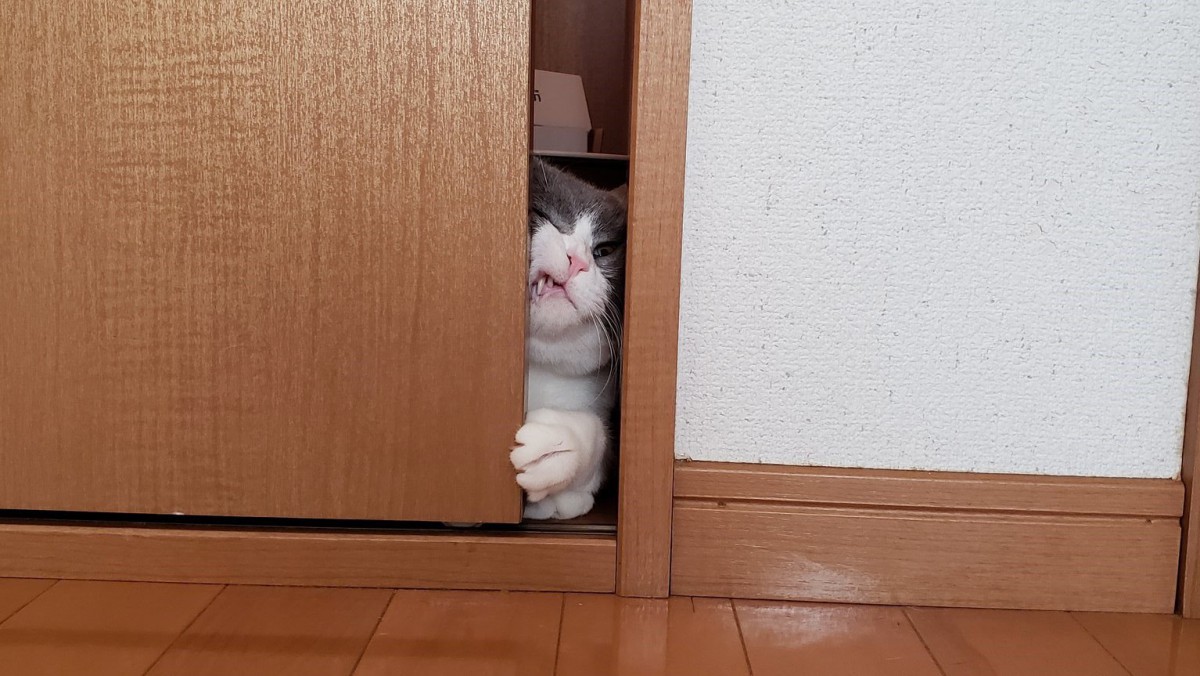 『は、入ってないよ！』ドアの隙間から覗く猫さんの表情が秀逸すぎる