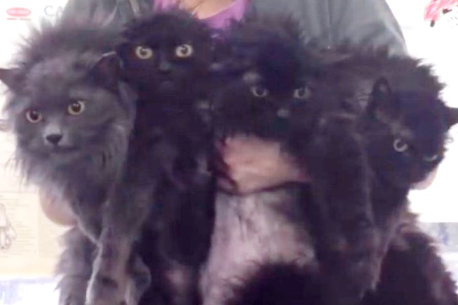 ゴミ屋敷に残された4匹の猫…優しい里親さんのもとで幸せに！