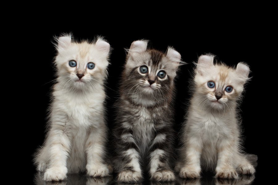猫の「アメリカン」といえば？陽気な４つの猫種について