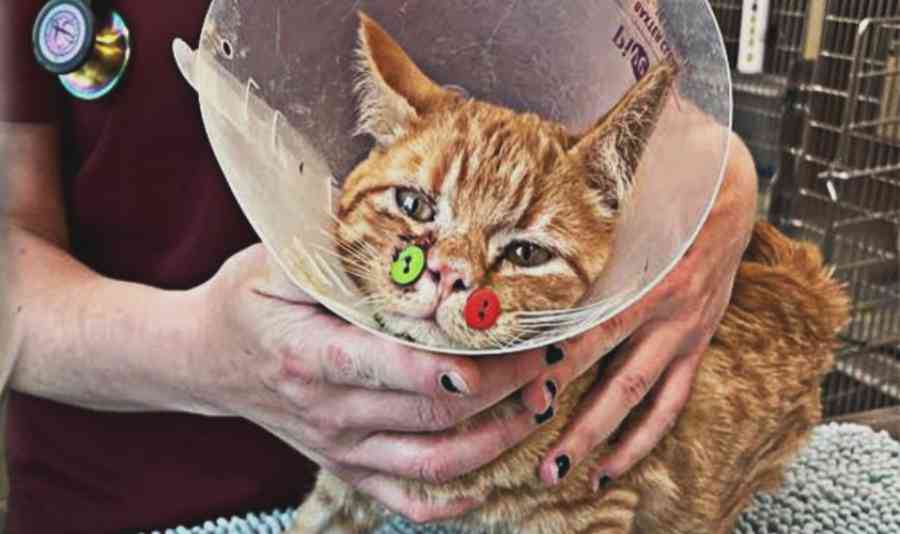 顔に大怪我をした子猫……ボタンを使った治療で奇跡の回復！