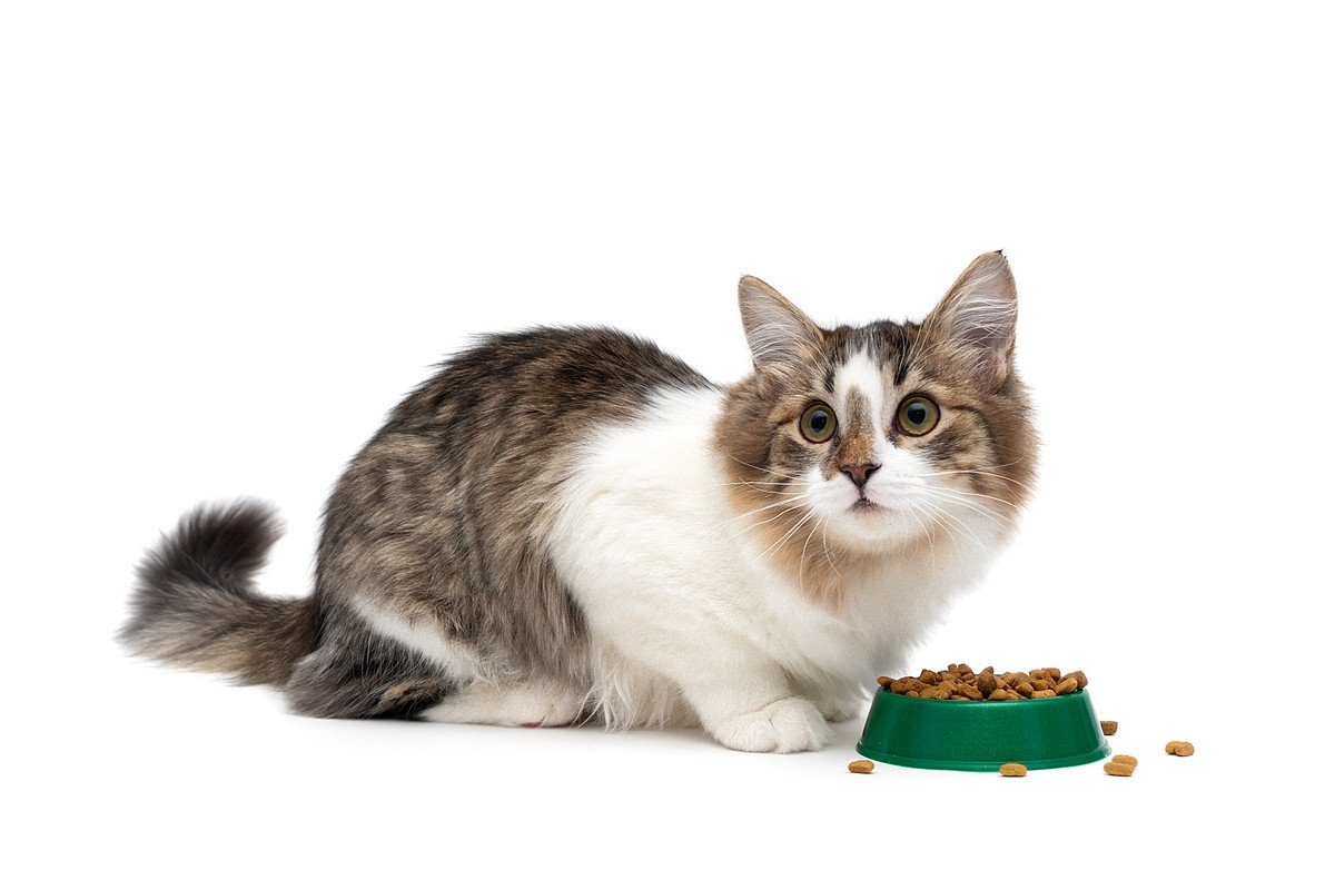 『食べ方が下手な猫』の原因4つ　原因別の対策法も合わせて解説