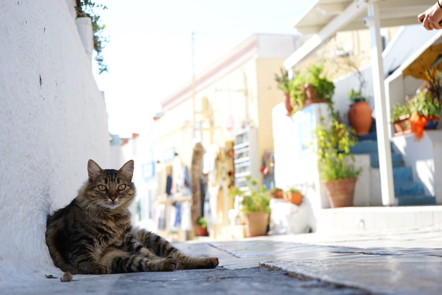 ギリシャは猫の楽園だった！野良が多い理由や有名スポット