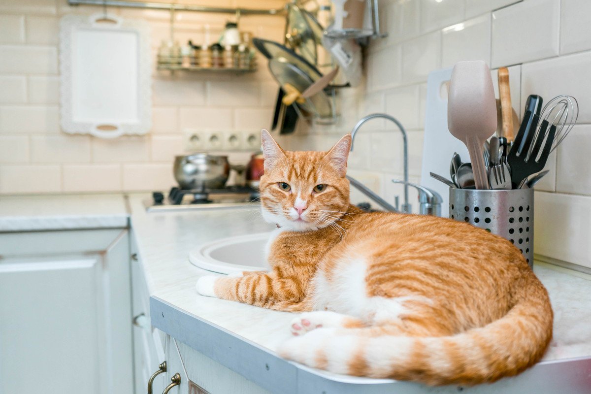 猫はなぜ「キッチンが好き」なのか？3つの理由と入ってほしくないときの対策