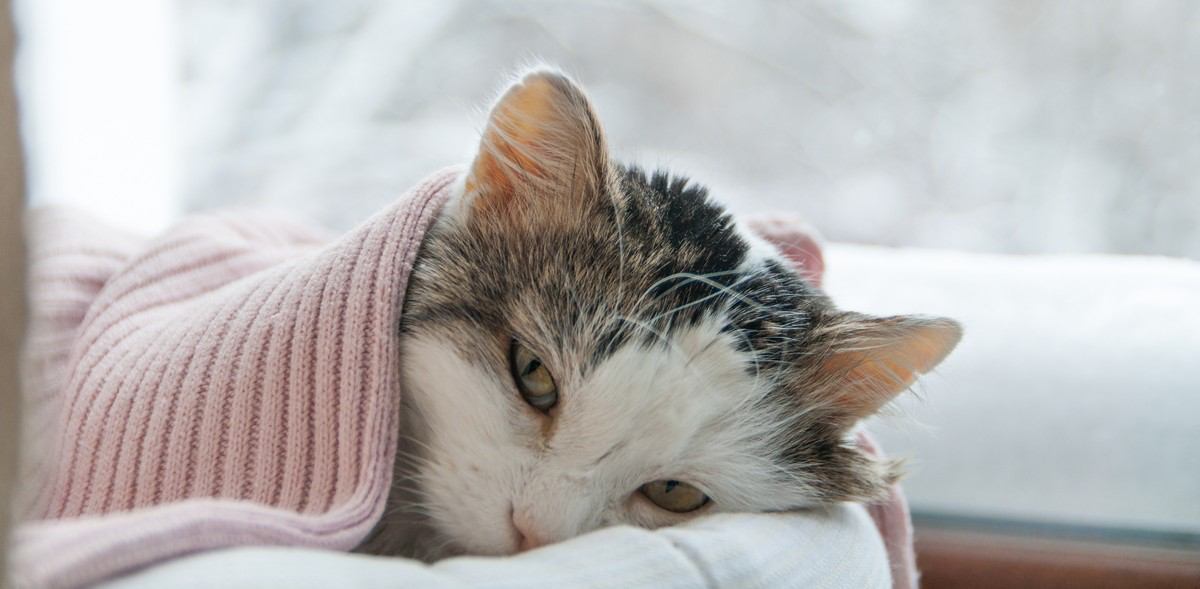【獣医師が解説】寒い時期に増える猫の体調不良　代表的な病気と対策について