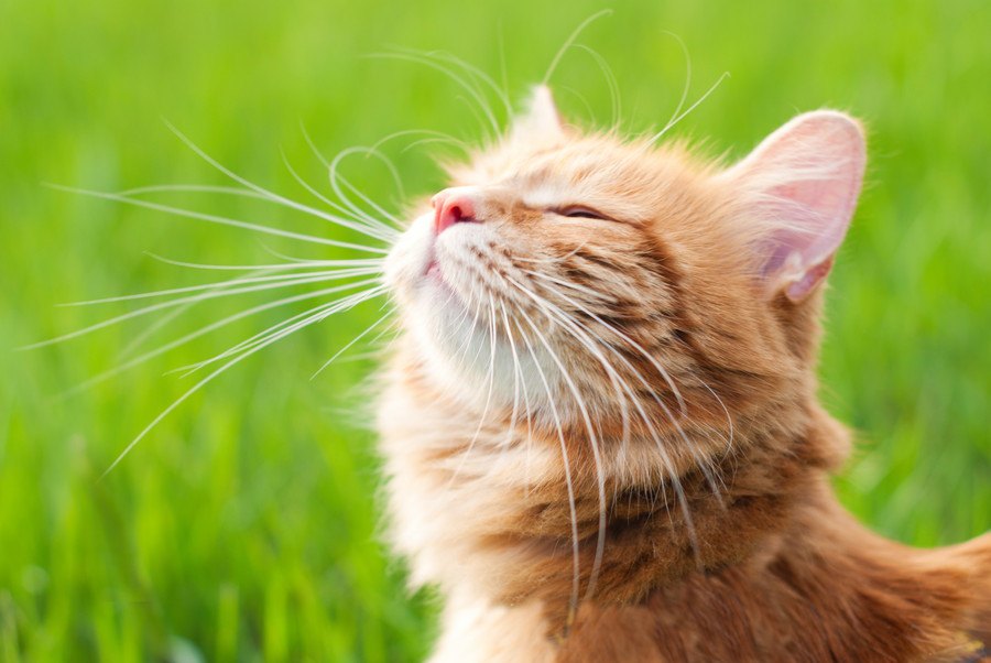 猫の聴覚、視覚、嗅覚…最も優れた『五感』とは？