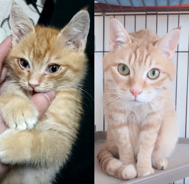【愛猫のビフォー&アフター】車のボンネットから救助した子猫『チャロ』あれから５年