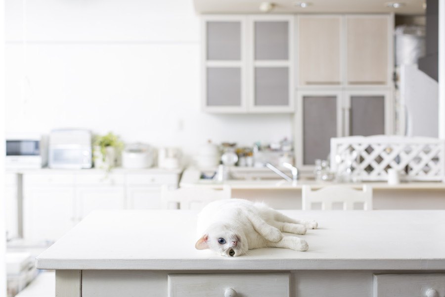 猫が『キッチン』に侵入するのを防ぐ５つの対策