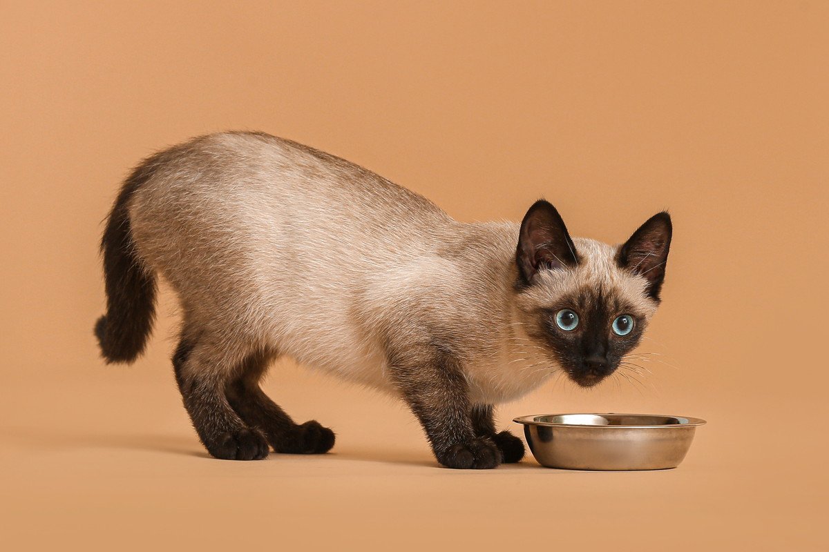 猫にとって『良くない食器』5選　理由と選ぶ際に注意すべき条件とは