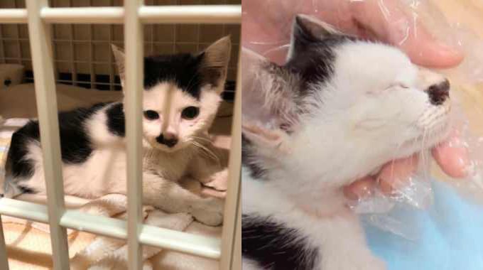 ひどい骨折状態で行き倒れた子猫…救出するも厳しい手術の結果は？