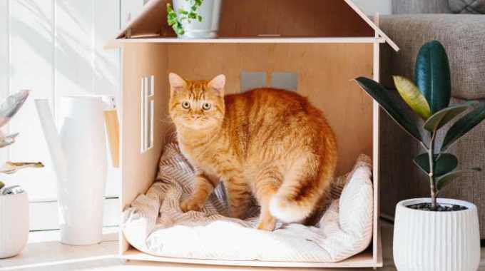 猫が住む家の『危険ポイント』5選！安全な環境にするためには…