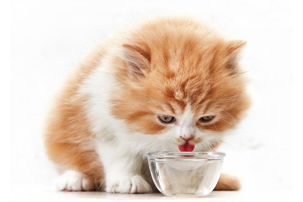 猫に『水』を与えるときの基礎知識5つ！飲まない時の対処法も解説！
