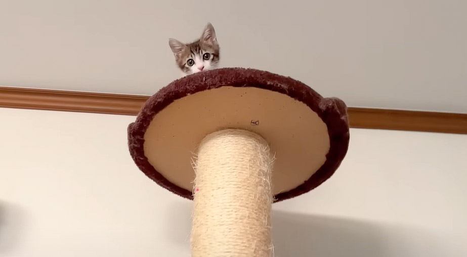 子猫『助けてぇ』キャットタワーの頂上から降りられなくなった姿に悶絶不可避…「かわえええ」「最上階まで登るなんて笑」