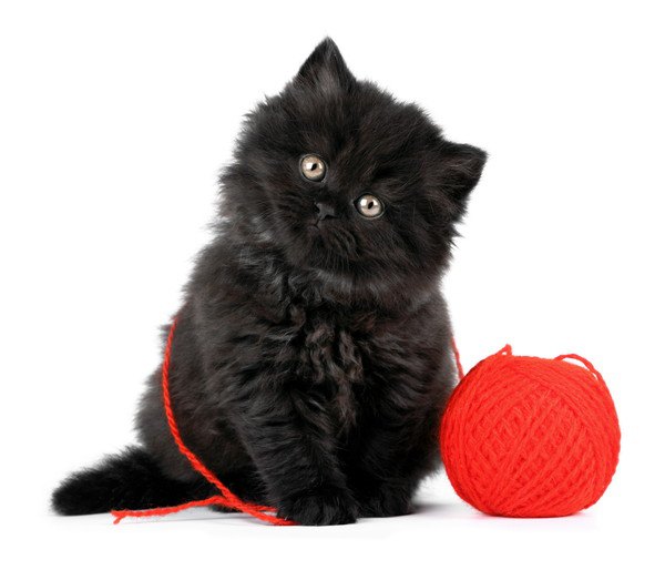 黒猫がかわいい6つの理由