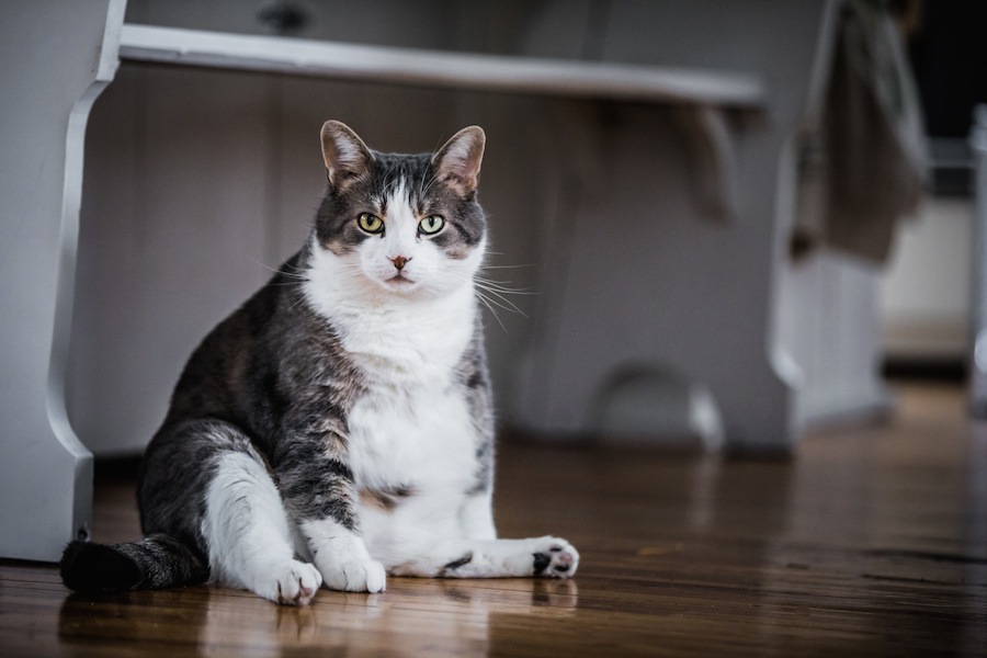 猫が太る4つの原因と考えられる病気や対策
