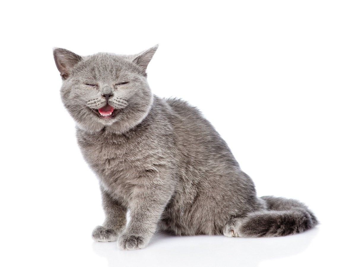 猫に声をかけると『頷く』！？5つの心理と気になる言葉への理解度