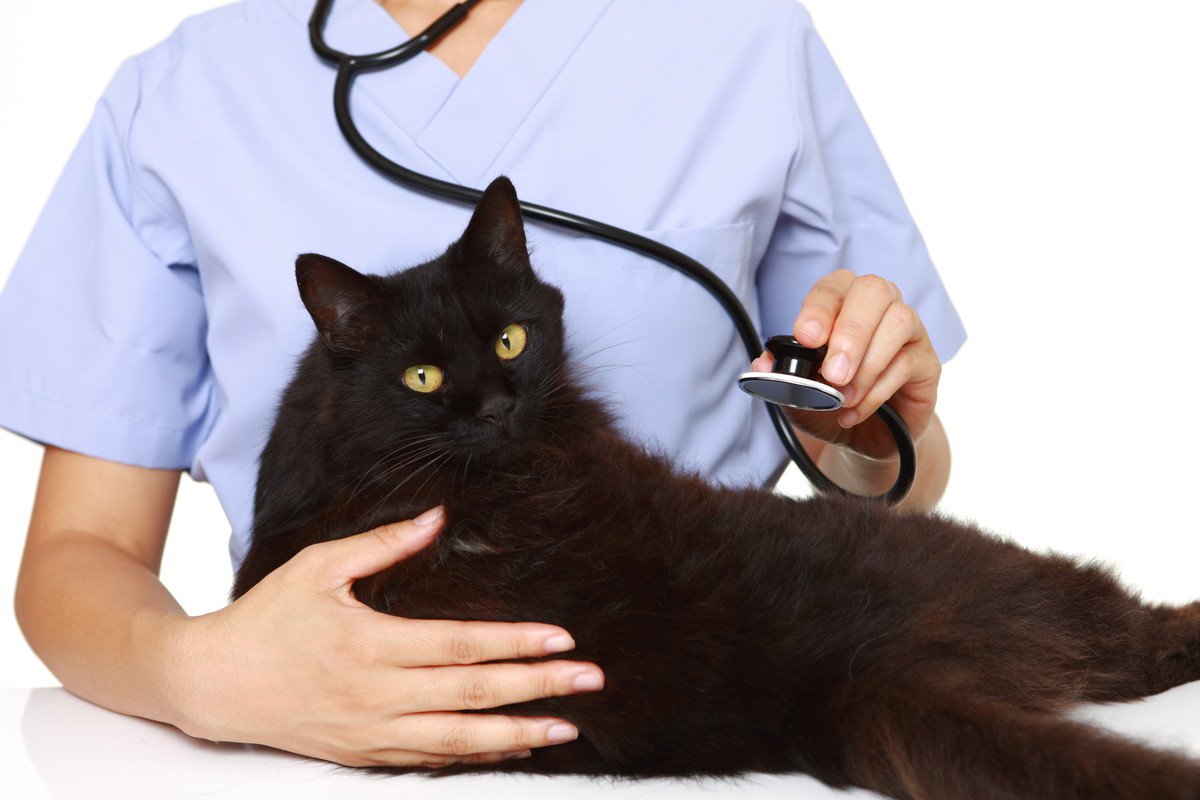 猫の『鼻血』は危険サイン！原因となる病気や受診が必要な症状・応急処置の方法4つ