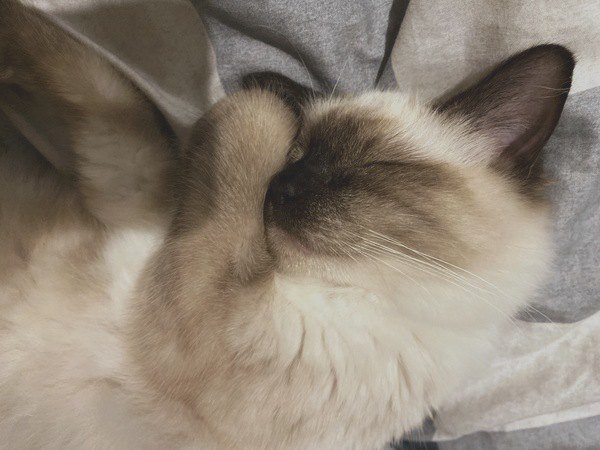 寝てる猫が喉をゴロゴロ鳴らす理由とは？