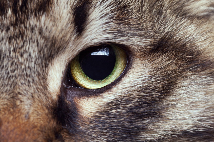 猫の目の特徴と掛かりやすい疾患について