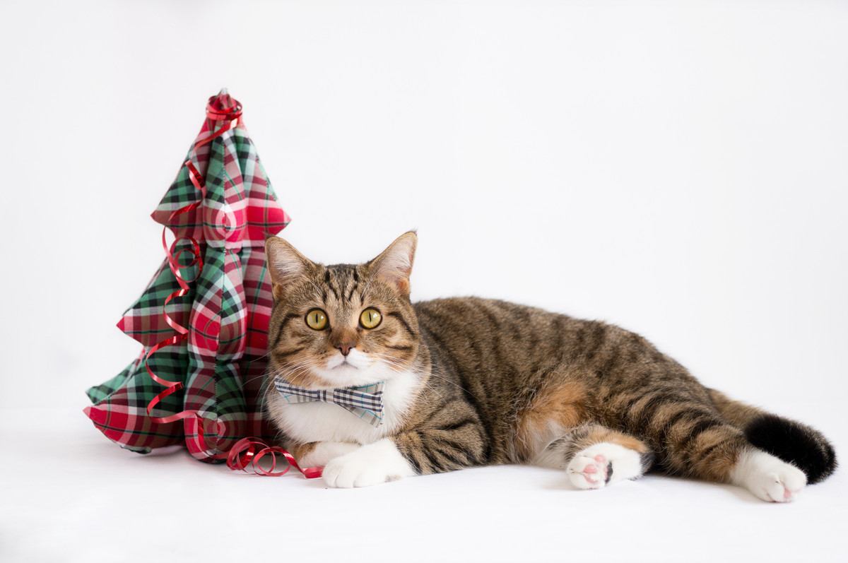 猫とのクリスマスにおける『4つのタブー』 亡くなる危険性も…絶対NG行為や安全に楽しむ方法とは