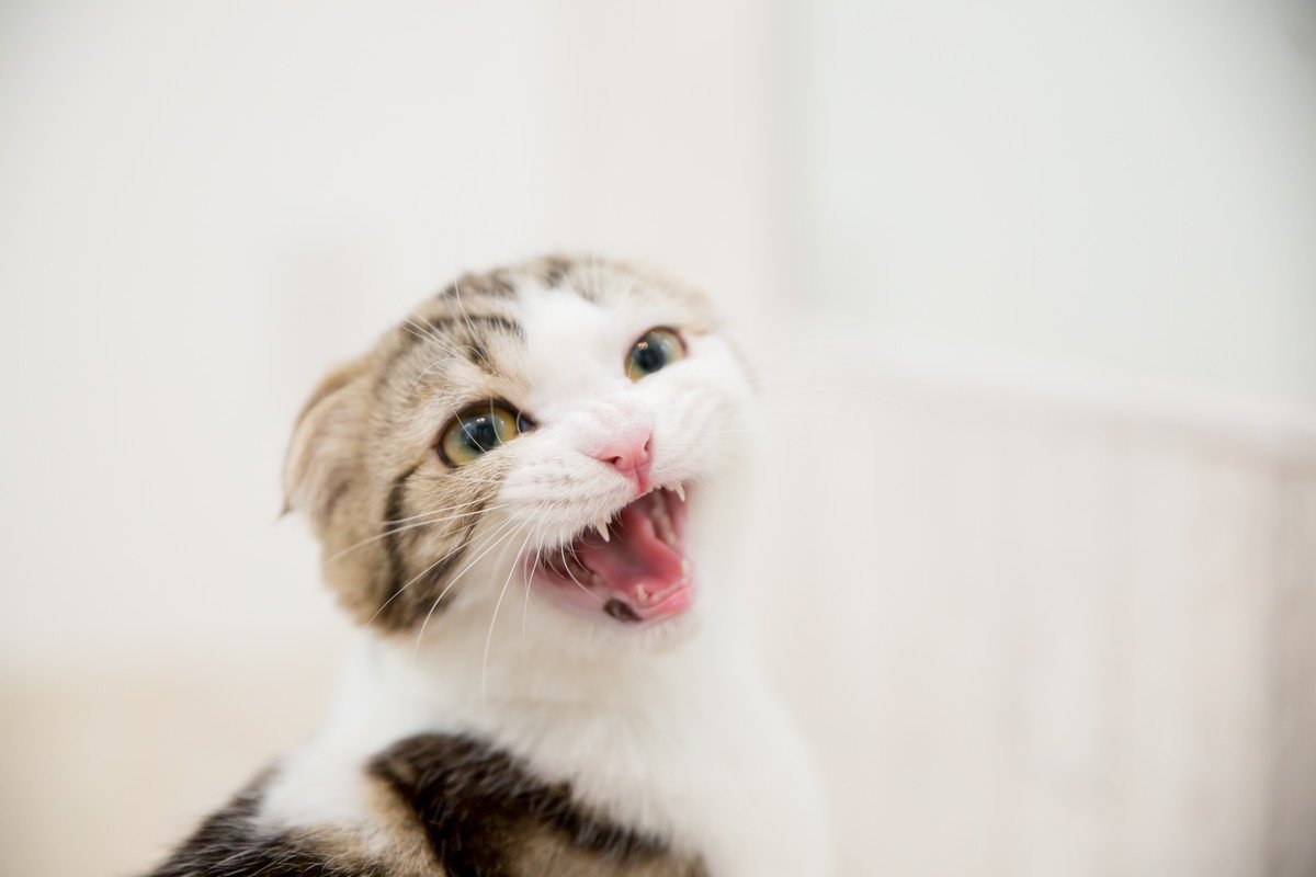 猫が『悲しい声』で鳴くのはなぜ？3つのワケと対策