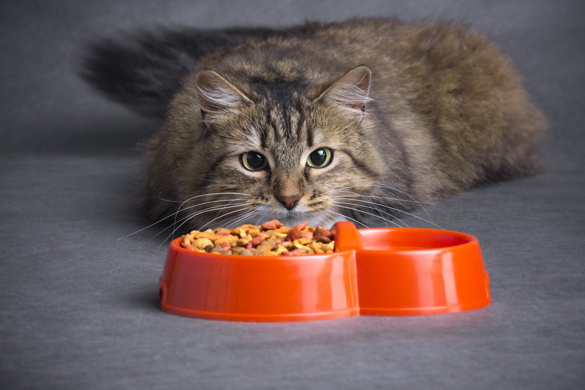 猫の『ビタミン・ミネラル不足』で表れる症状5つと対策