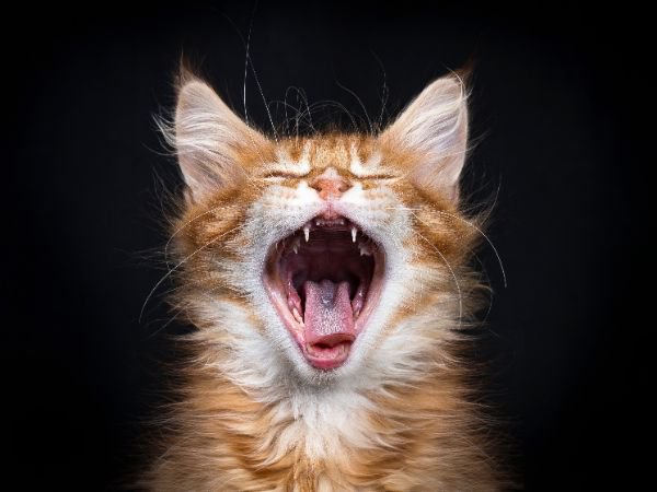 実は眠くない！？猫があくびをするの理由とは？