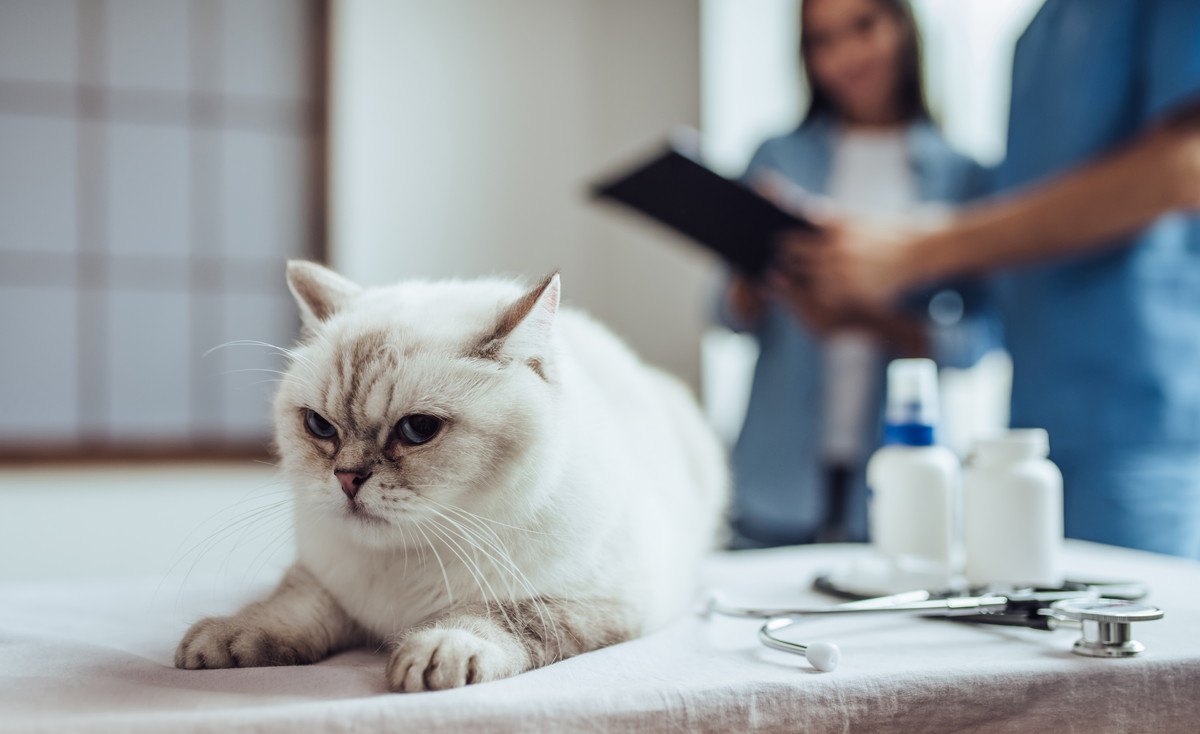 猫を『動物病院』に連れていく頻度は？年代別に最適な受診のタイミングを解説