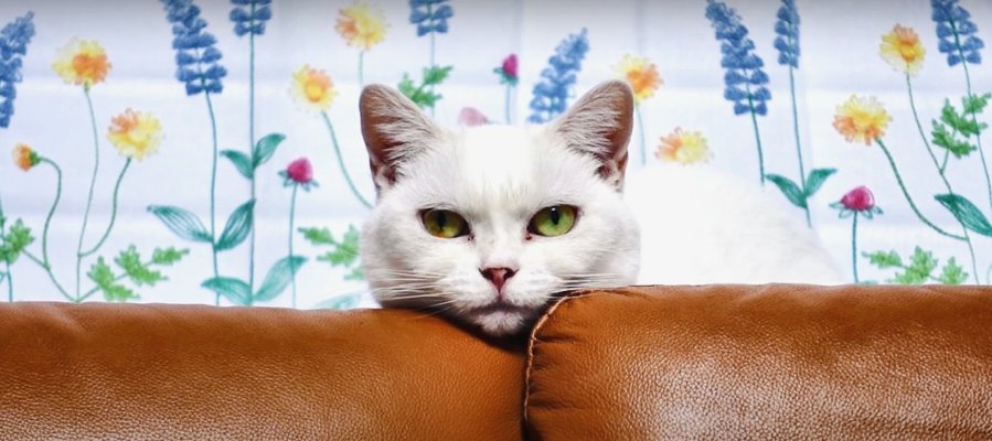 "キリッ"とポーズを決める可愛い白猫ちゃん特集！