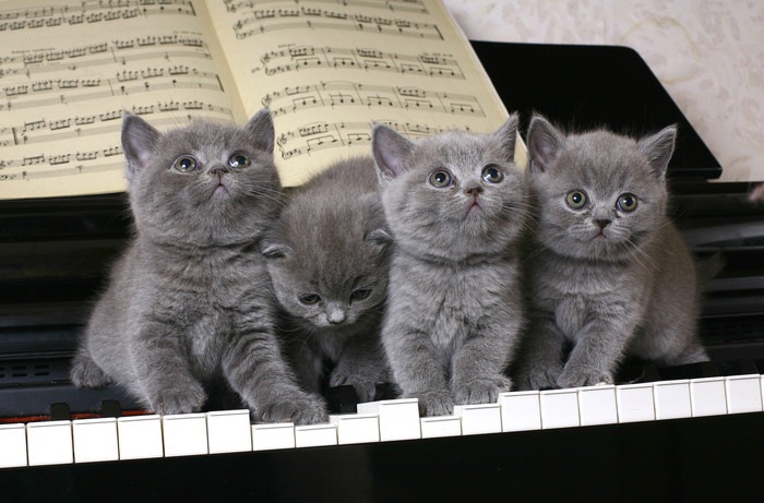 猫が落ち着く音の特徴や聴かせてあげたい音楽５選
