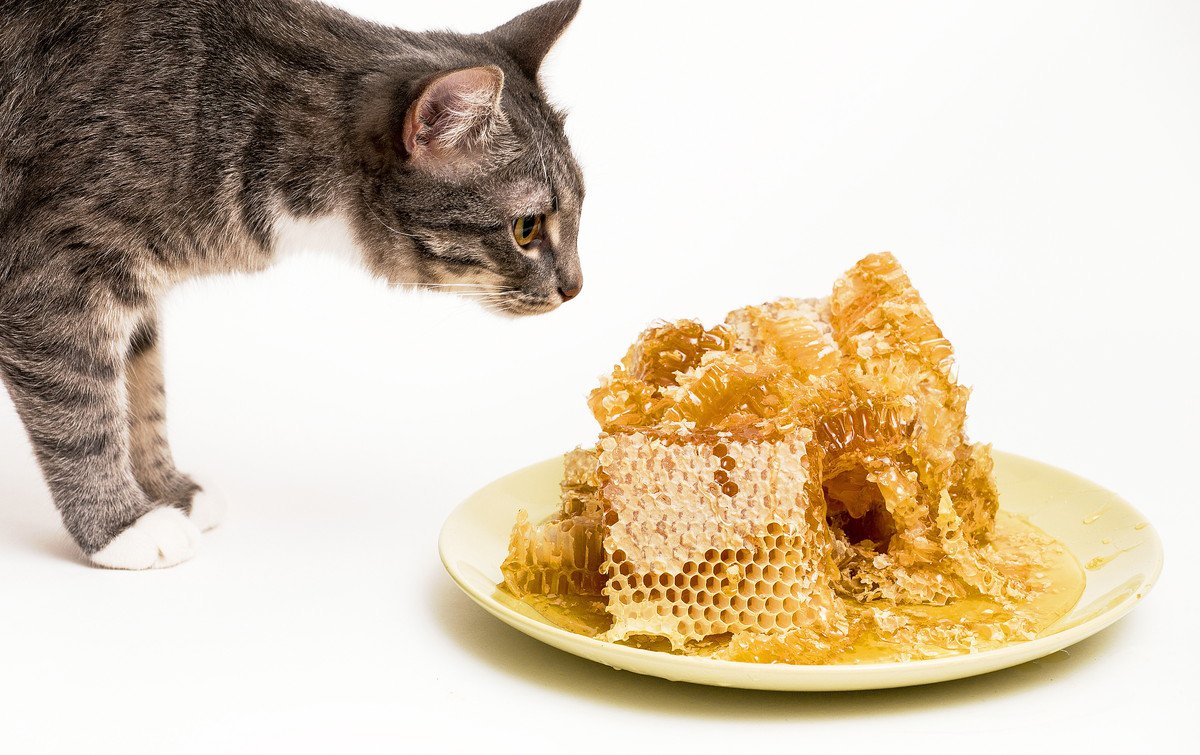 猫に「ハチミツ」をあげてもいい？与えることのメリット・デメリットや注意点を解説
