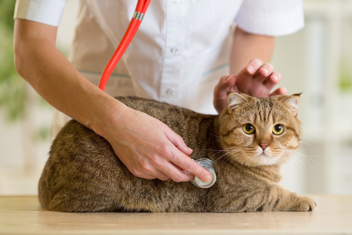 猫が一度かかると定期的な通院が必要になる病気４つ
