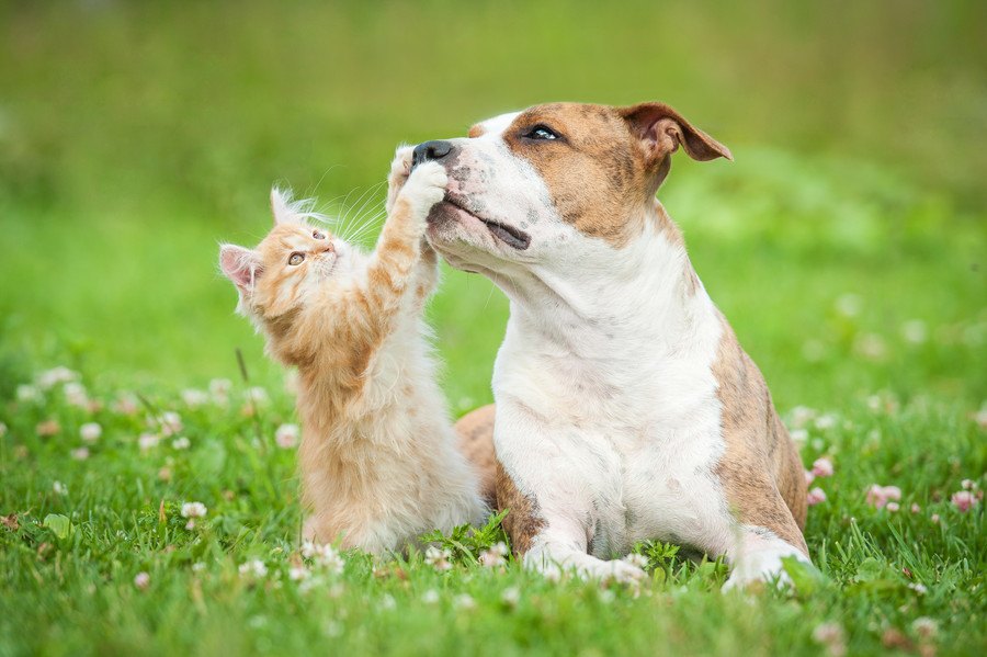 猫と犬を一緒に飼うときに注意すること　同居のストレスや相性に気をつけて