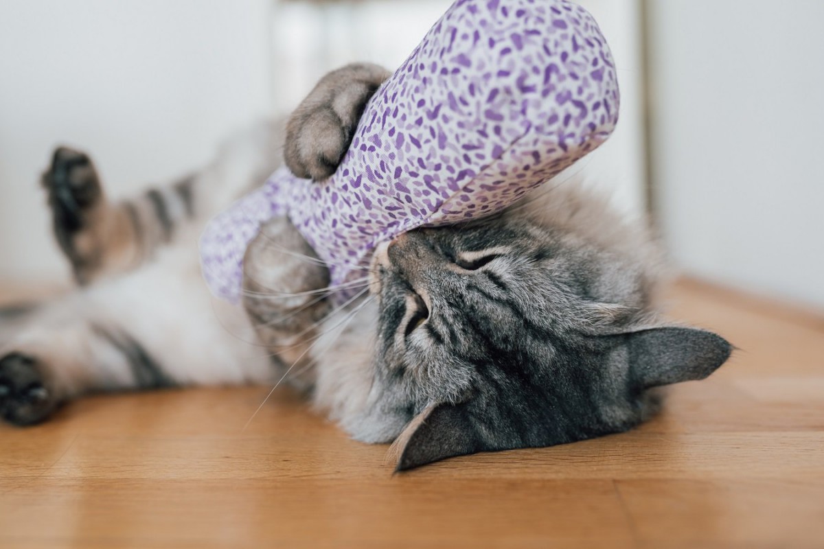 猫が『メロメロになる匂い』3選♡特徴と使い方とは？