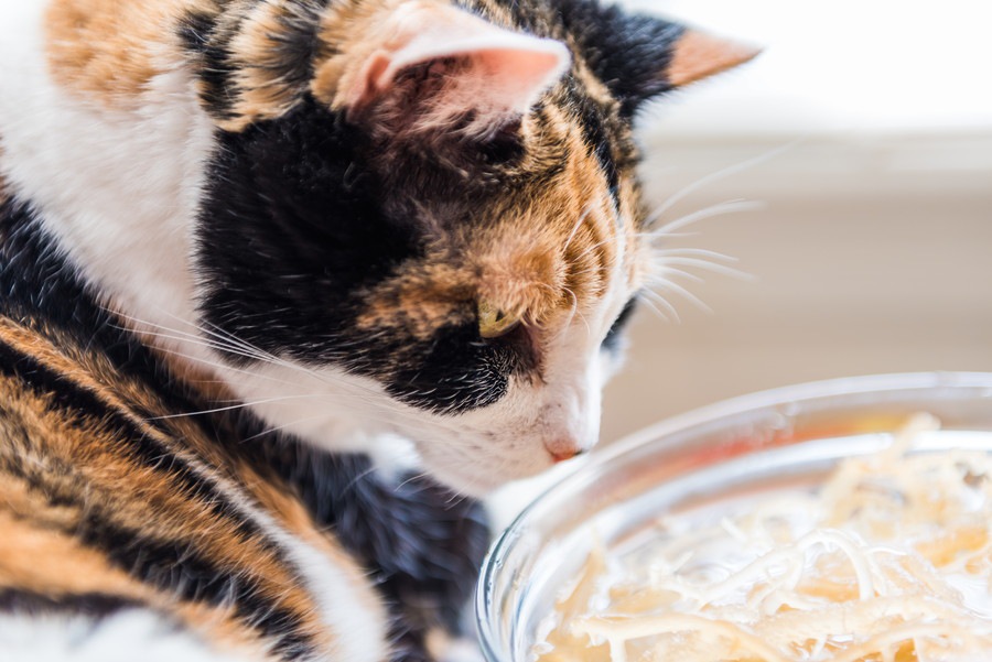 猫はうどんを食べても大丈夫？与える量と注意点を解説