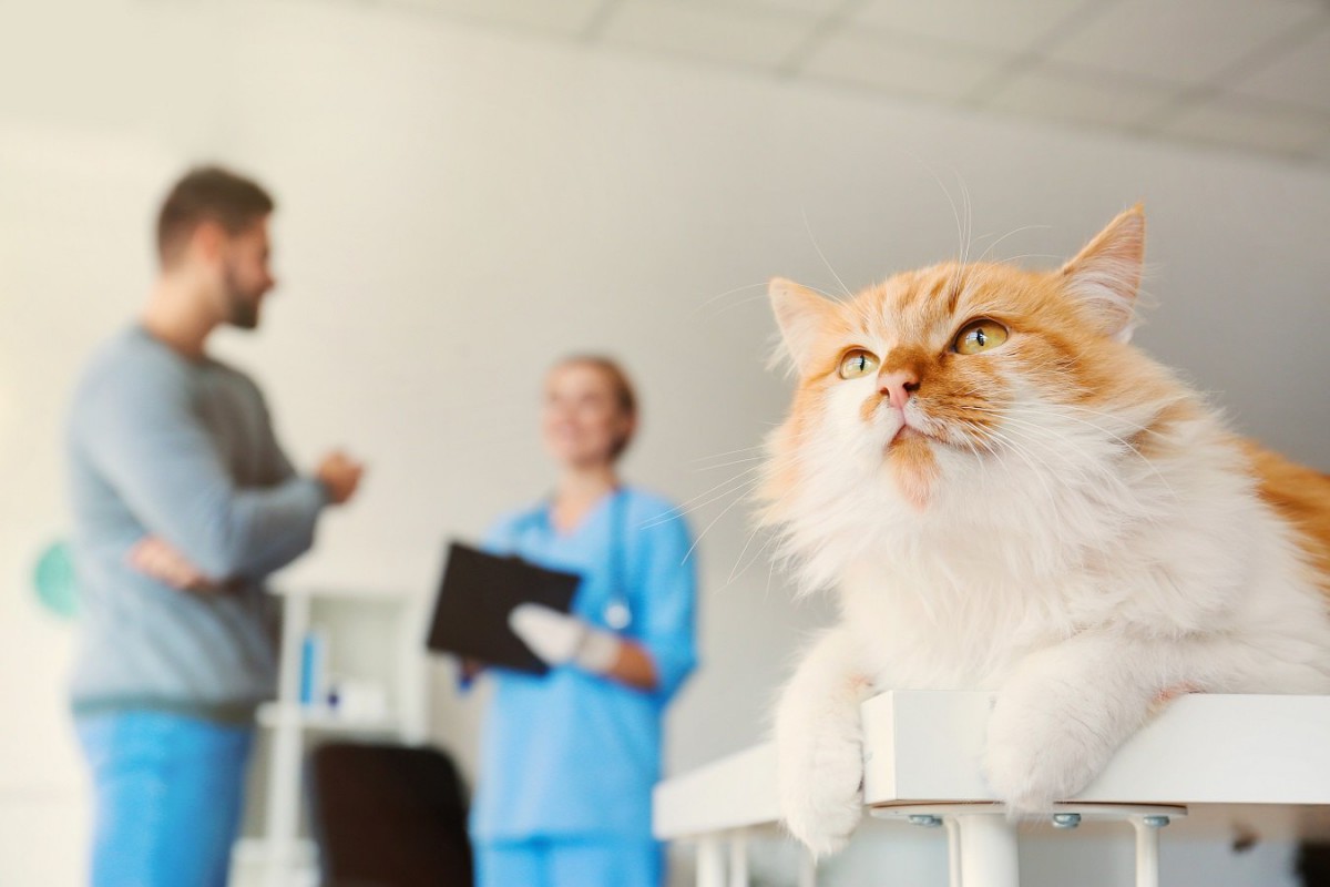 猫に定期検診は絶対必要？どうしても行けないときは？