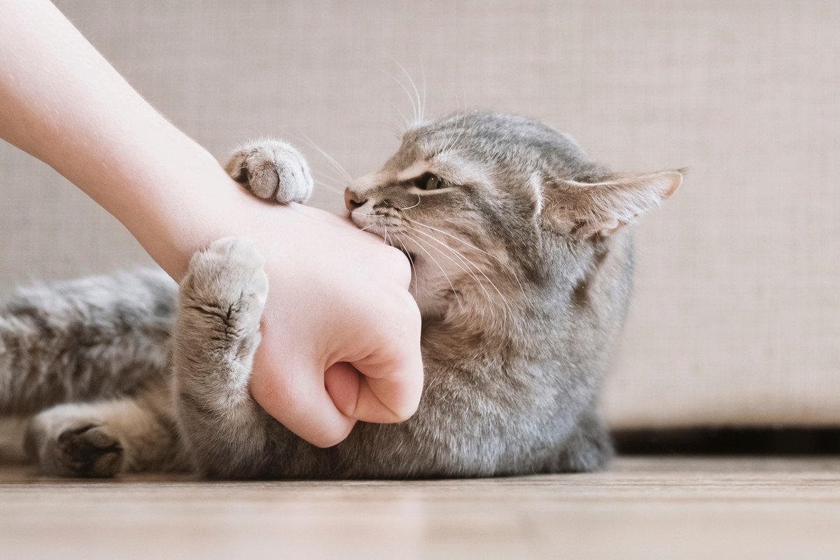 猫が『撫でられたくない』4つのタイミング！ダメなときに触れてしまうと…？