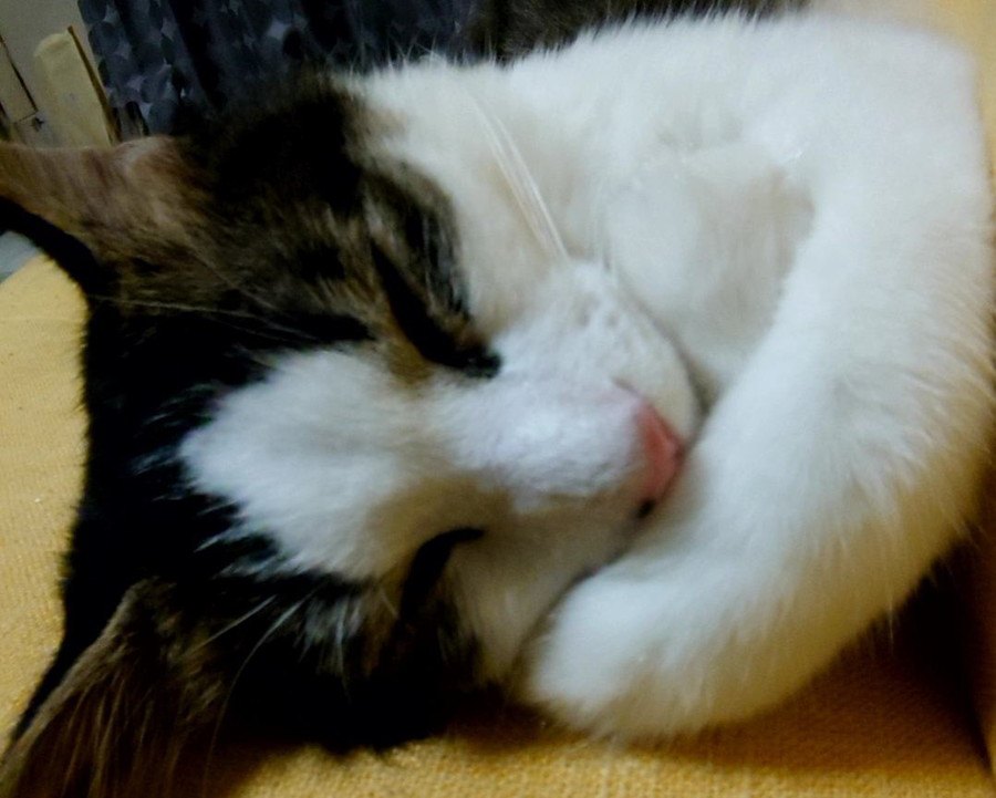 猫が寝ながら見ている『夢』5選